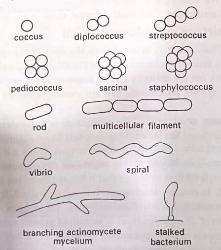 BSc 2nd Year Structure of Microorganisms in microbiology Notes Study Material